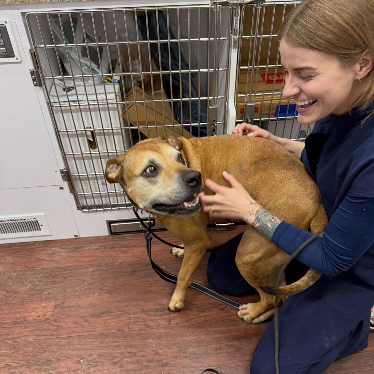 A veterinary team member comforting a dog inside the mobile clinic