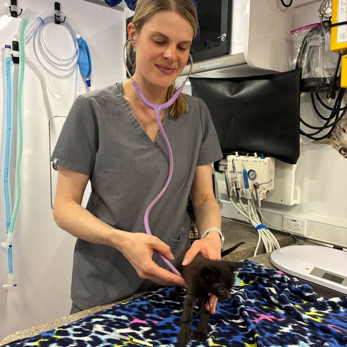 A veterinarian examining a kitten inside the mobile clinic