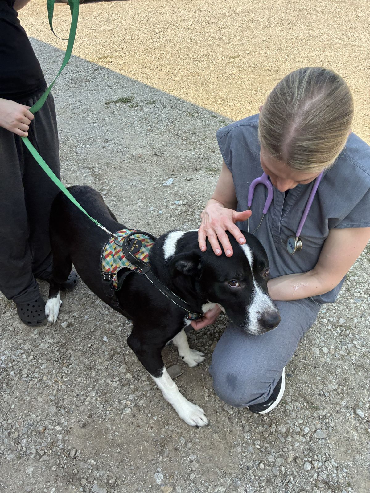A veterinarian comforting a black and white dog during a community clinic visit
