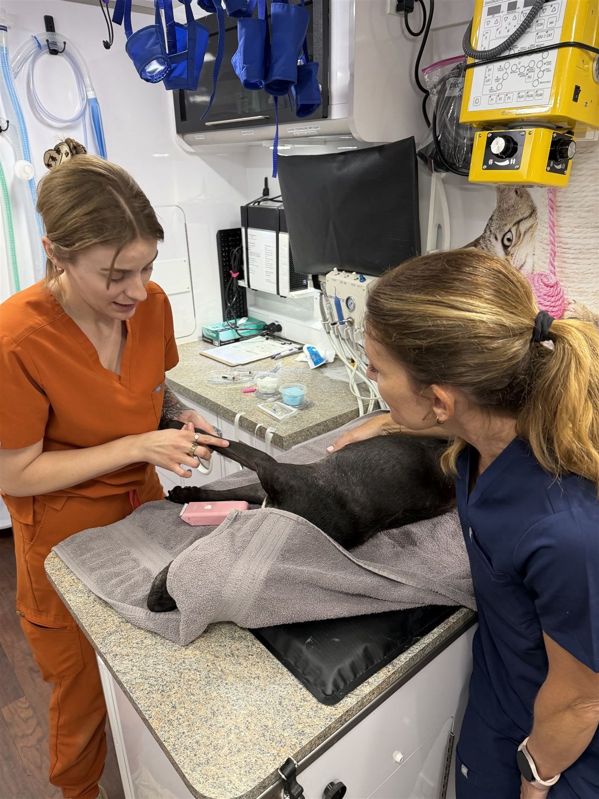 Two veterinary team members gently examining a dog inside the mobile clinic