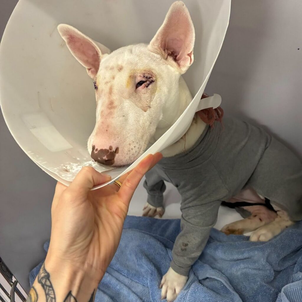 A white shar pei is in a cone and grey surgical onesie recovering from medical care.