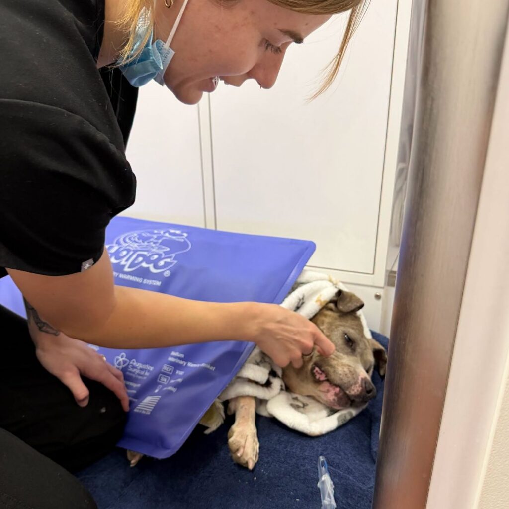 A vet tech checks the gums of an elderly female dog recovering from surgery.