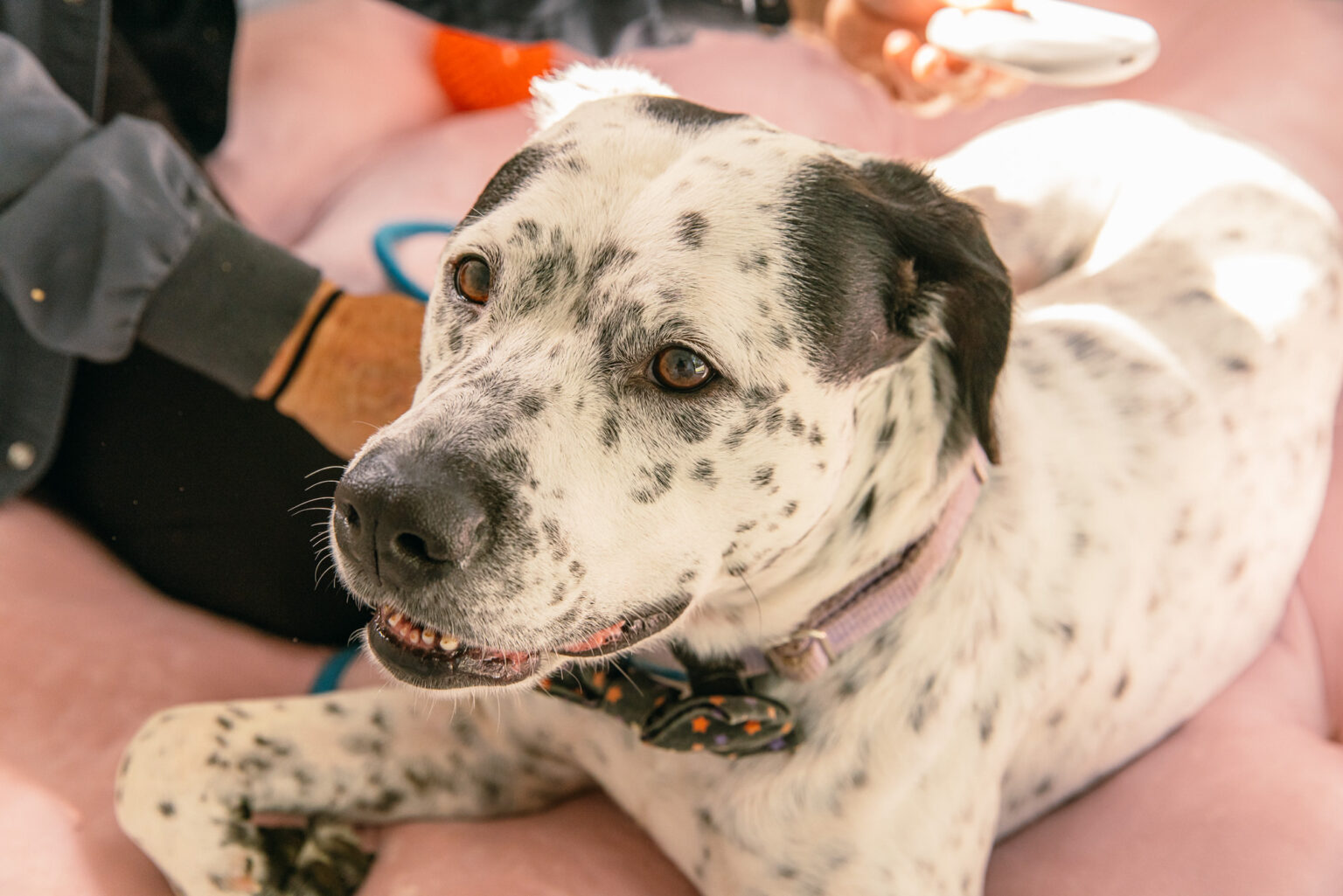 Wichita Rescue Wichita | Always & Furever Midwest Animal Sanctuary