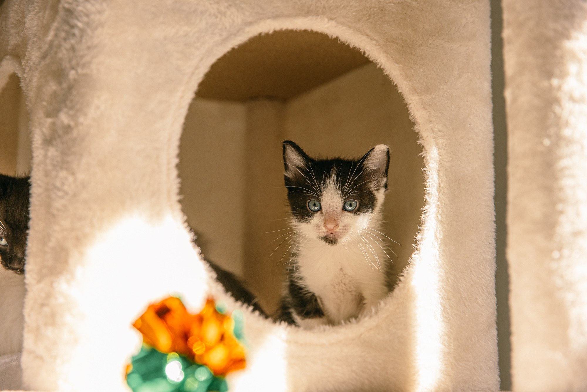 A kitten peeking out of a cozy cat house