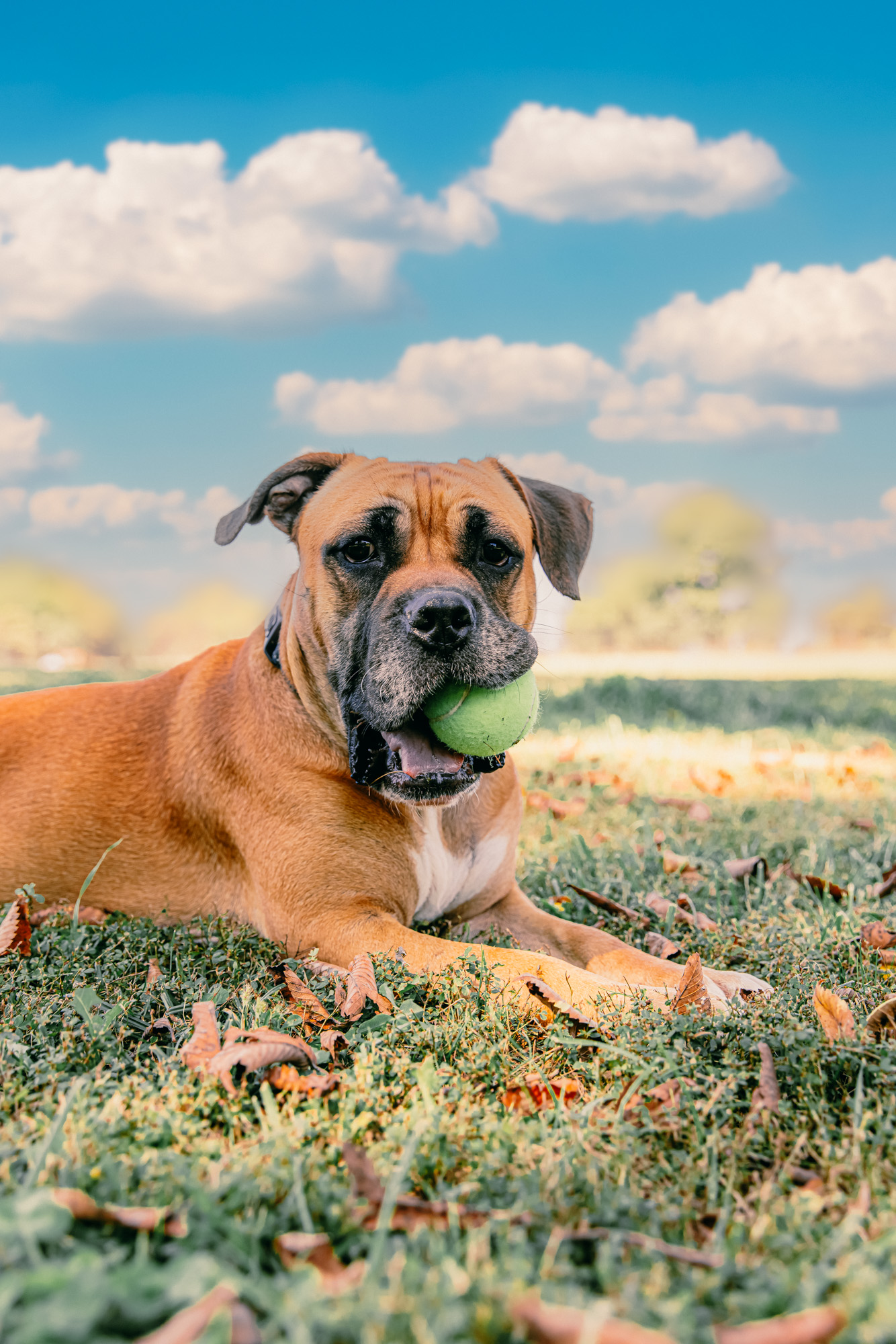 A happy dog lying in the grass under a big Midwest sky