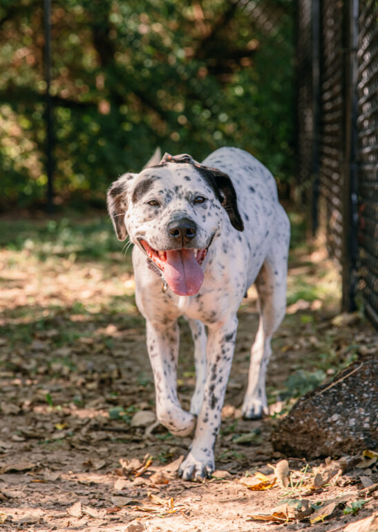 Tiny Homes for Special Pups | Always & Furever Midwest Animal