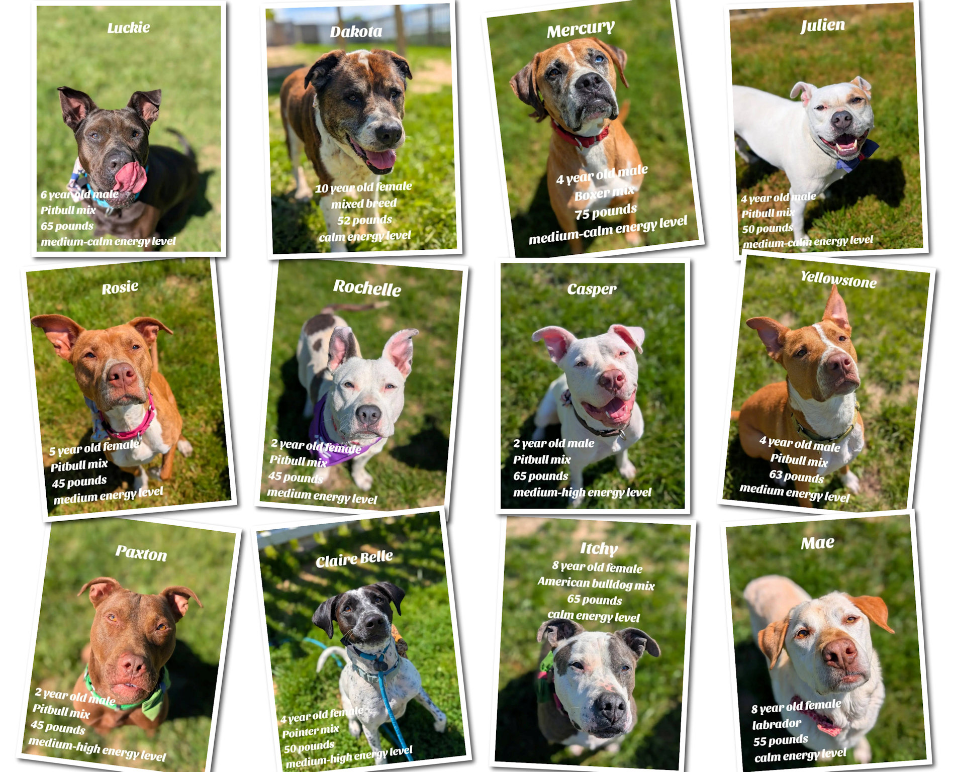 Animals helped by Always and Furever