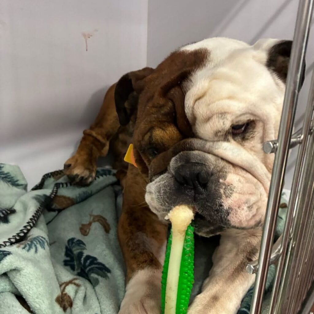 A cute bulldog chews on a toy as he waits for his appointment in the mobile vet rv.