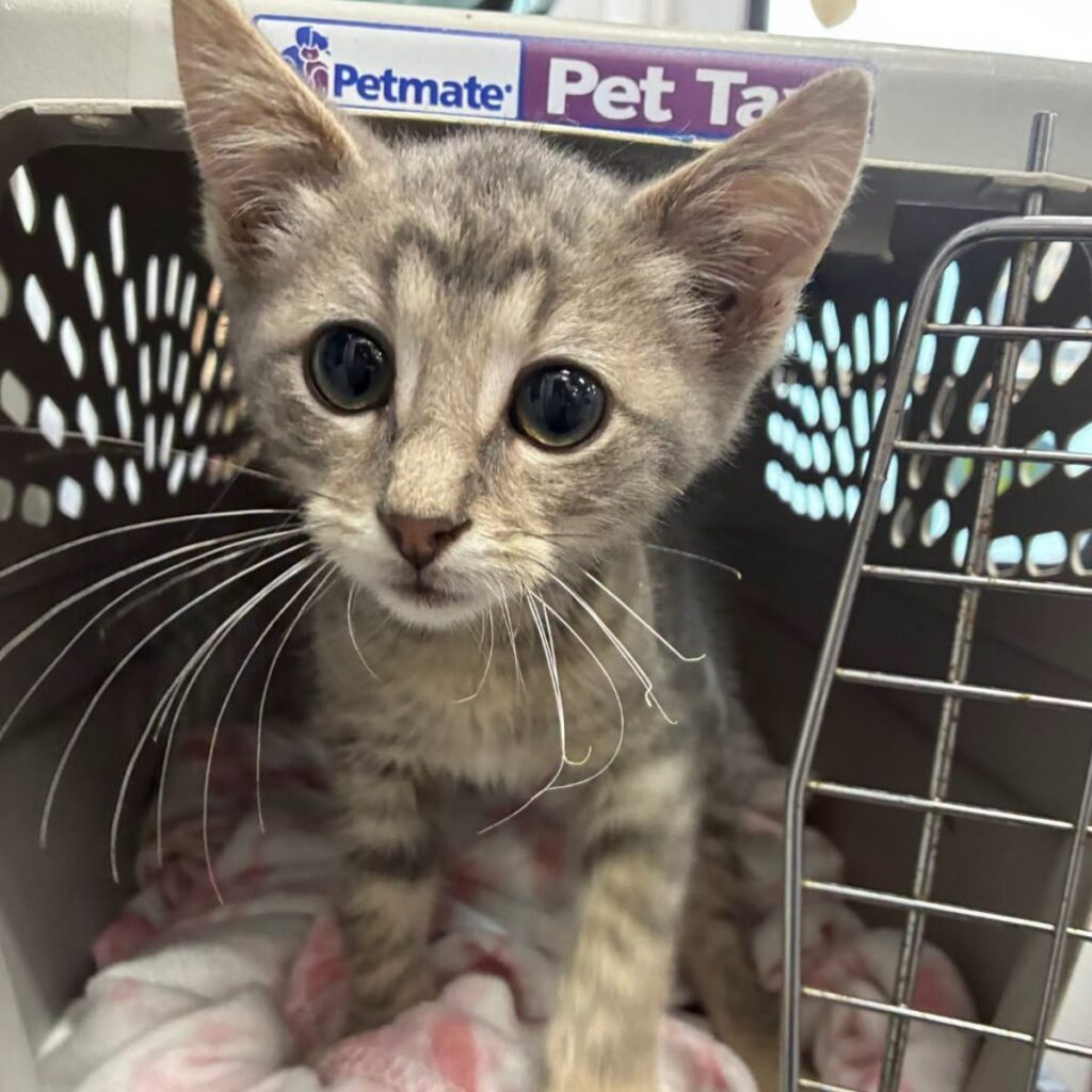 A kitten with light fur peaks out of an open cat carrier.