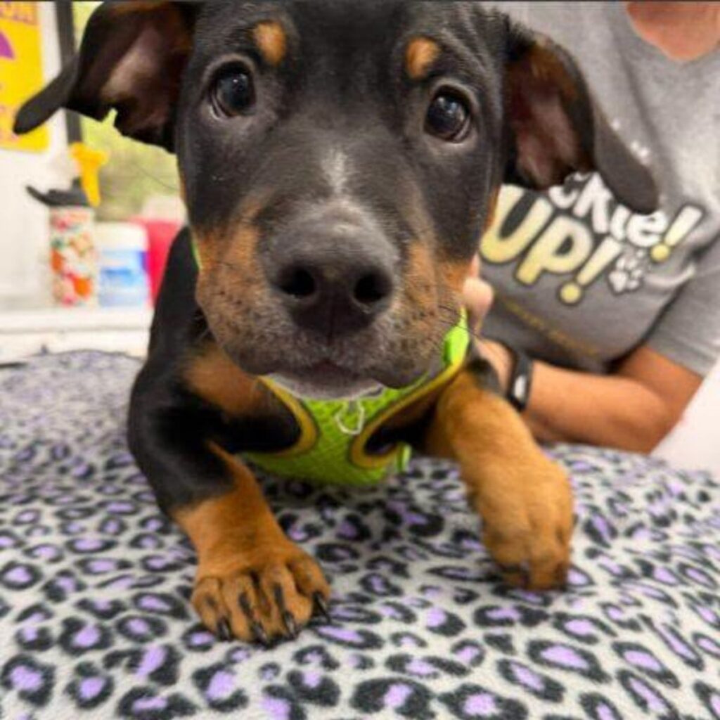 A cute puppy walks towards the camera.