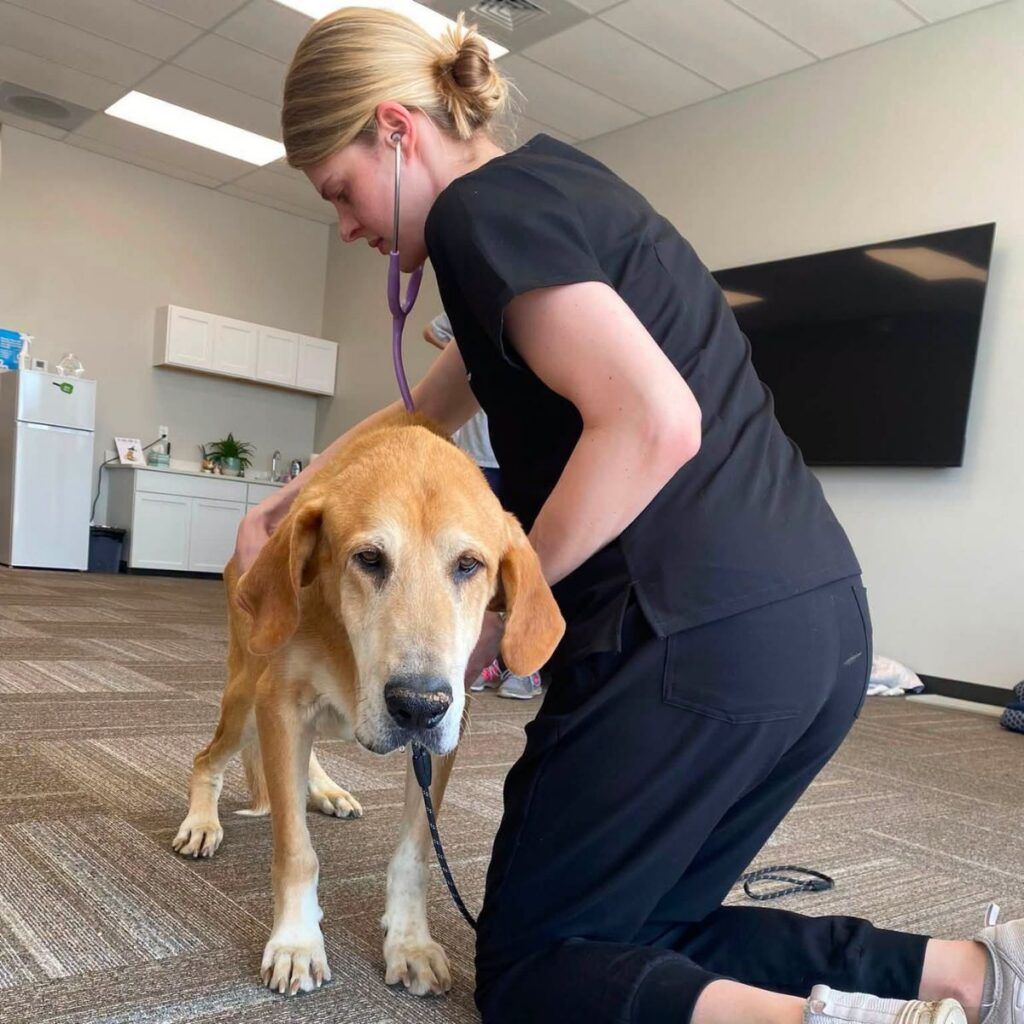 A female vet kneels down by a large yellow elderly dog to listen to his heart with her stethoscope.