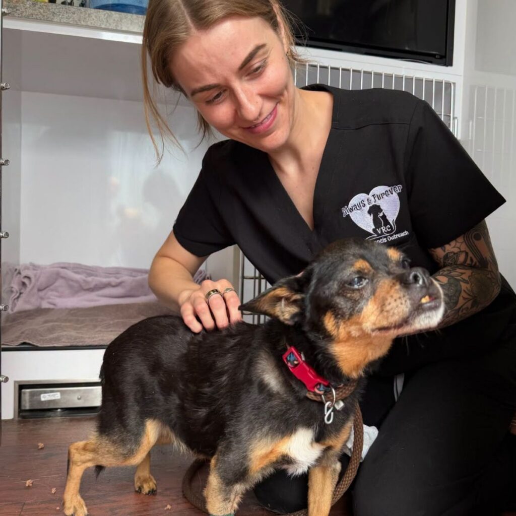 A small senior dog gets examined by a vet tech.