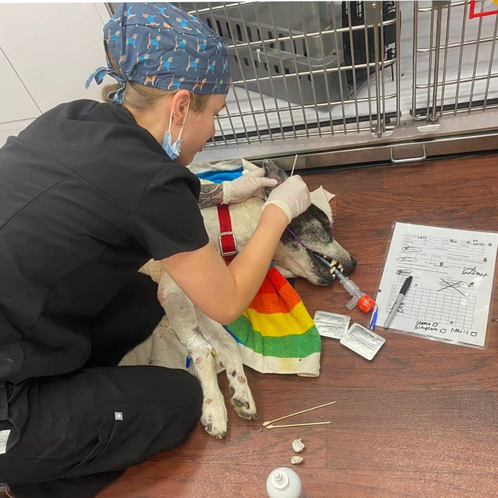 A vet tech is swabbing a dog's ears while waking up from surgery.