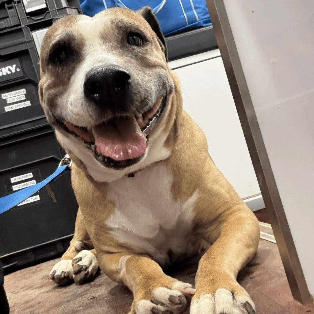 A cute dog lays on the floor of the mobile vet rv waiting on her appointment.