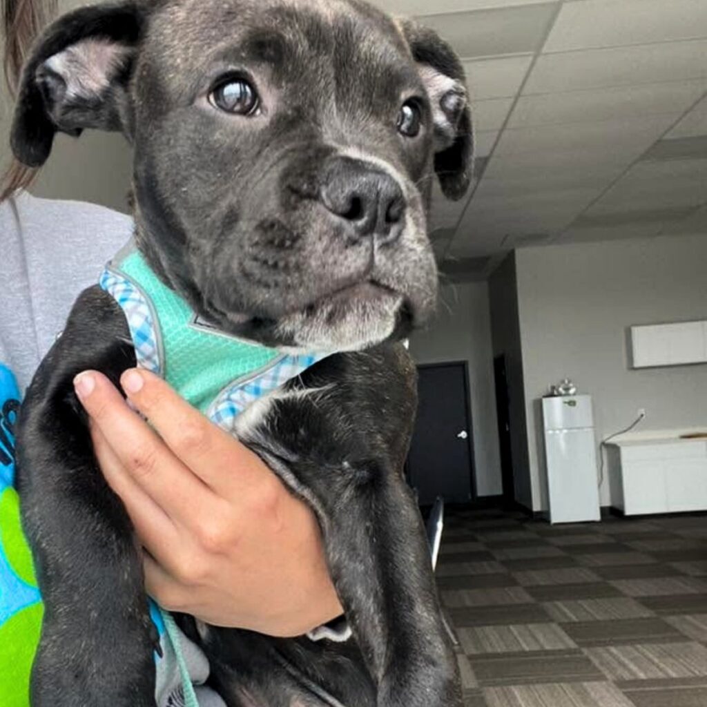 A cute black puppy is being held and looking off camera.