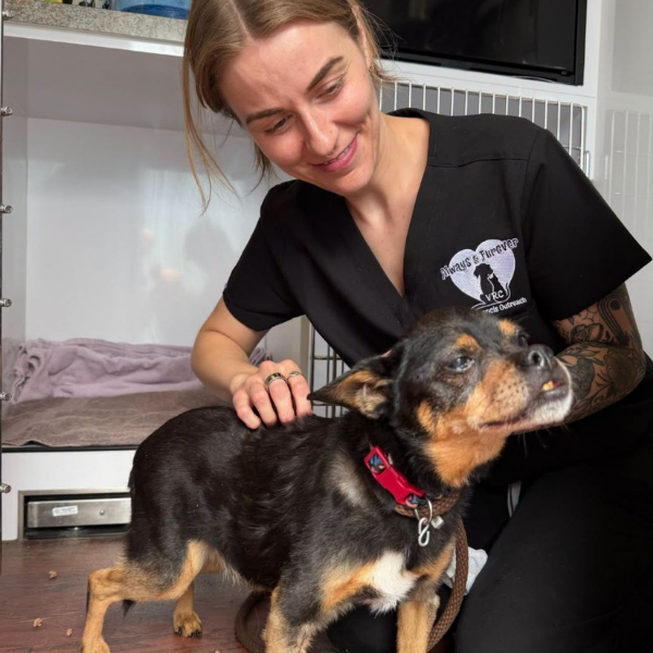 A veterinary staff member holding a small dog