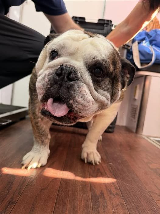 Bugsy receiving veterinary care through the Osawatomie Community Care Fund