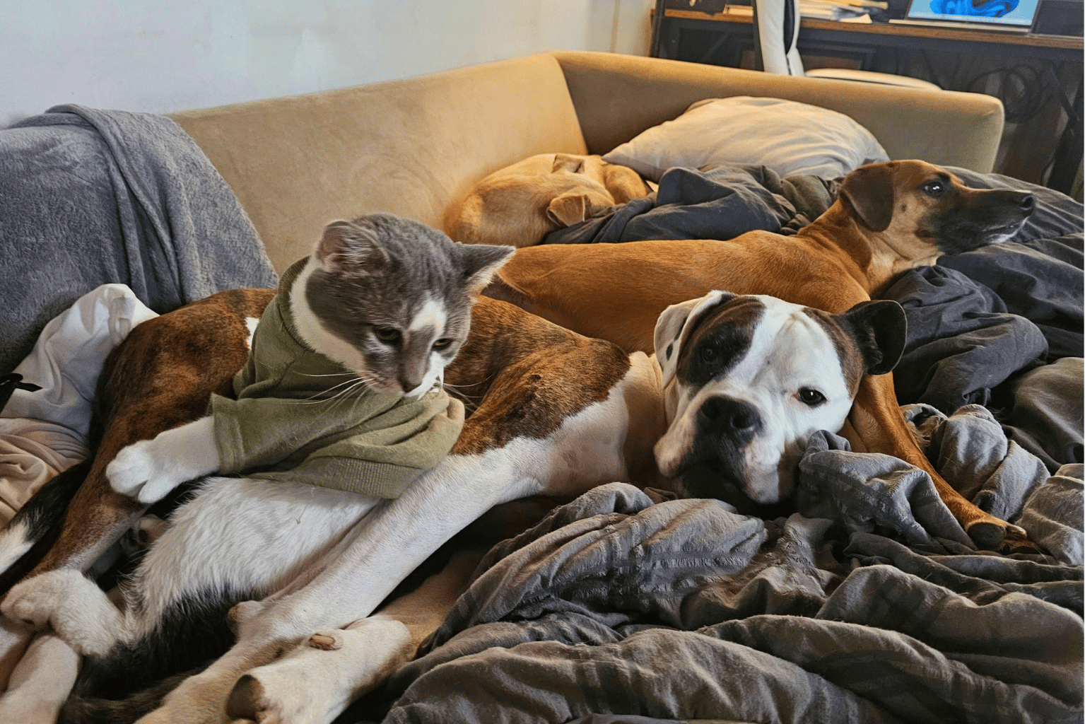 A senior rescue dog and a tabby cat napping together on a sunlit cream linen couch