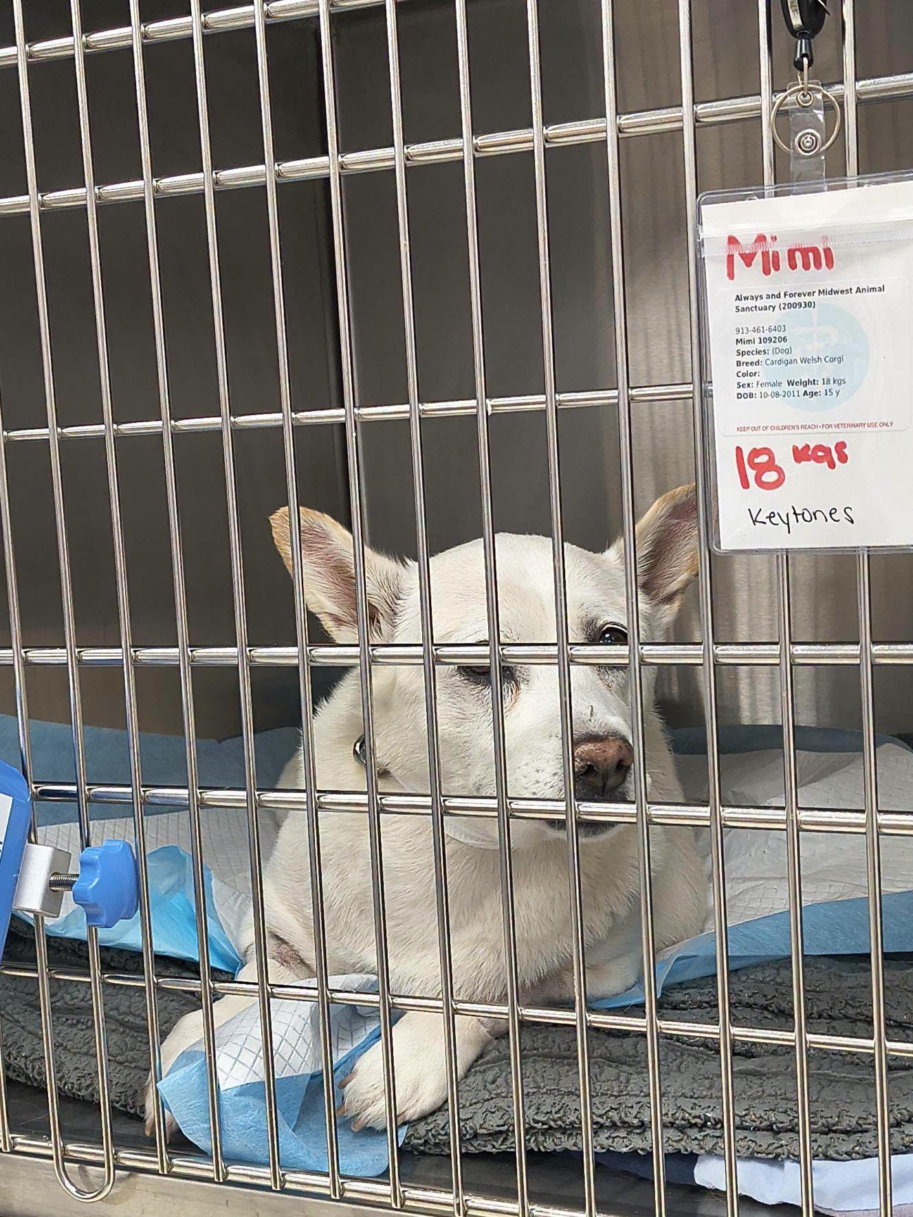 Mimi resting on a gray blanket in a hospital kennel, her name tag clipped to the door
