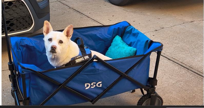 Mimi, a small white Corgi in a blue service dog vest, sitting in a blue folding wagon with a teal pillow