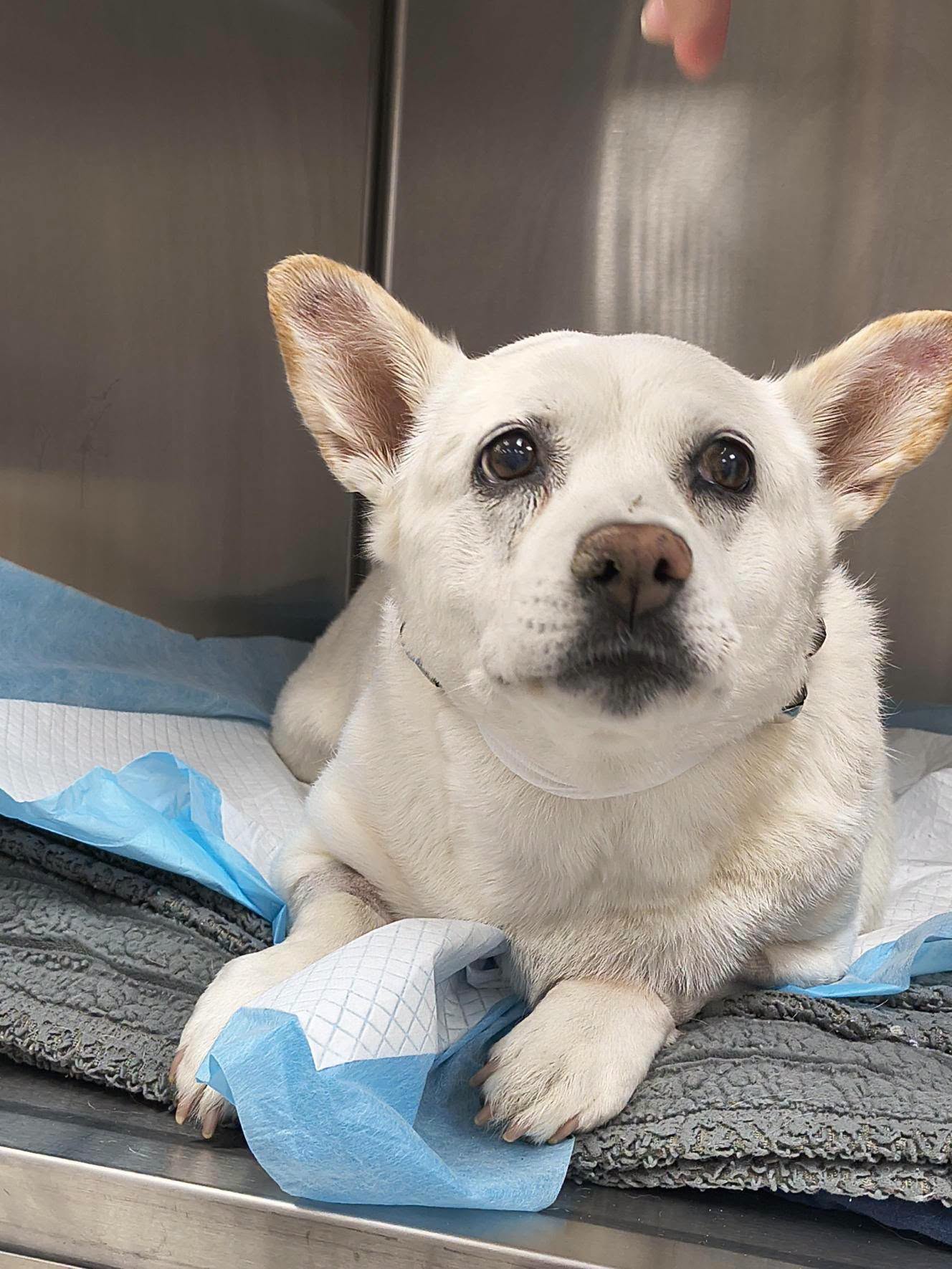 Close-up of Mimi's face with big brown eyes and tan-tipped ears, lying on a blue pad in the hospital
