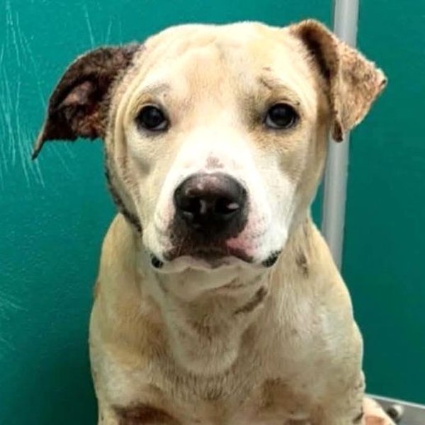 Rescued dog recovering after being attacked by another dog