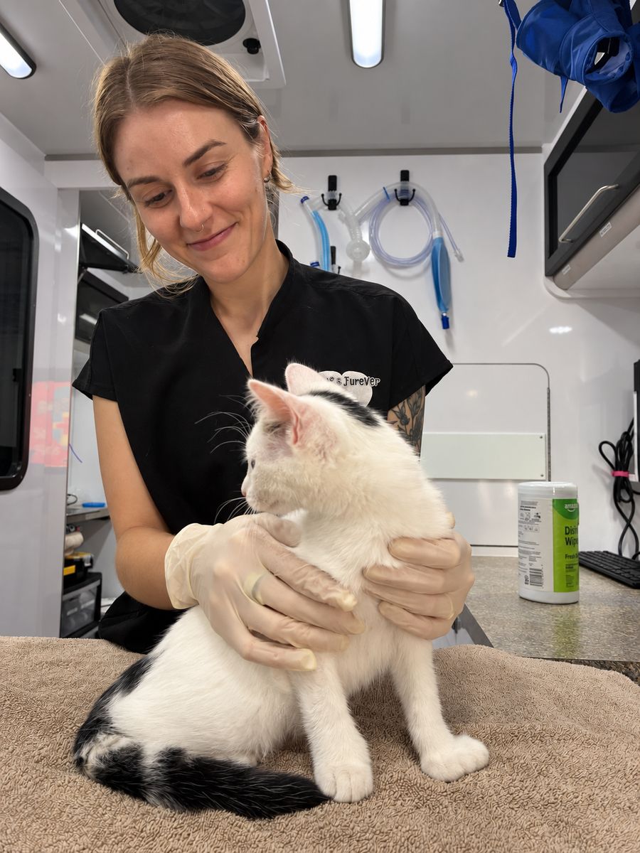 A veterinary team member gently holds a white-and-black cat on an examination table.