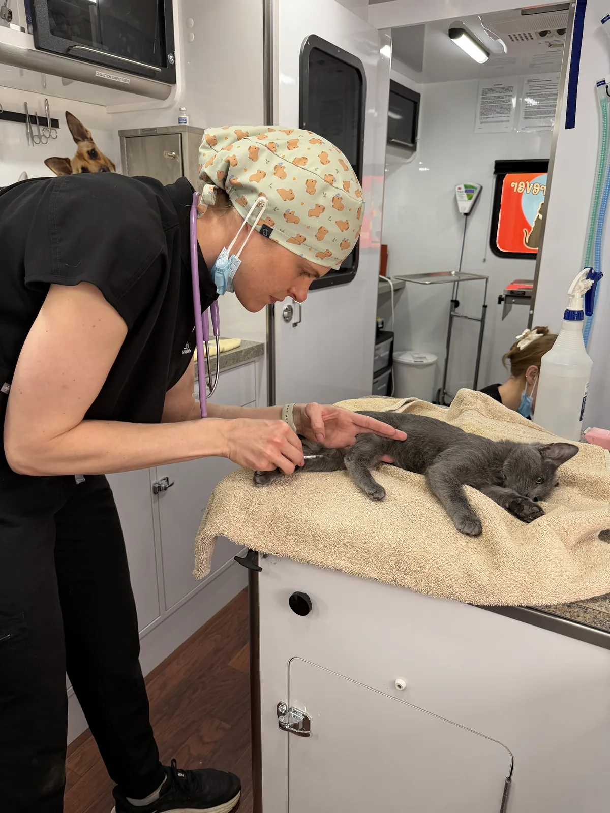A veterinary team member cares for a gray kitten.