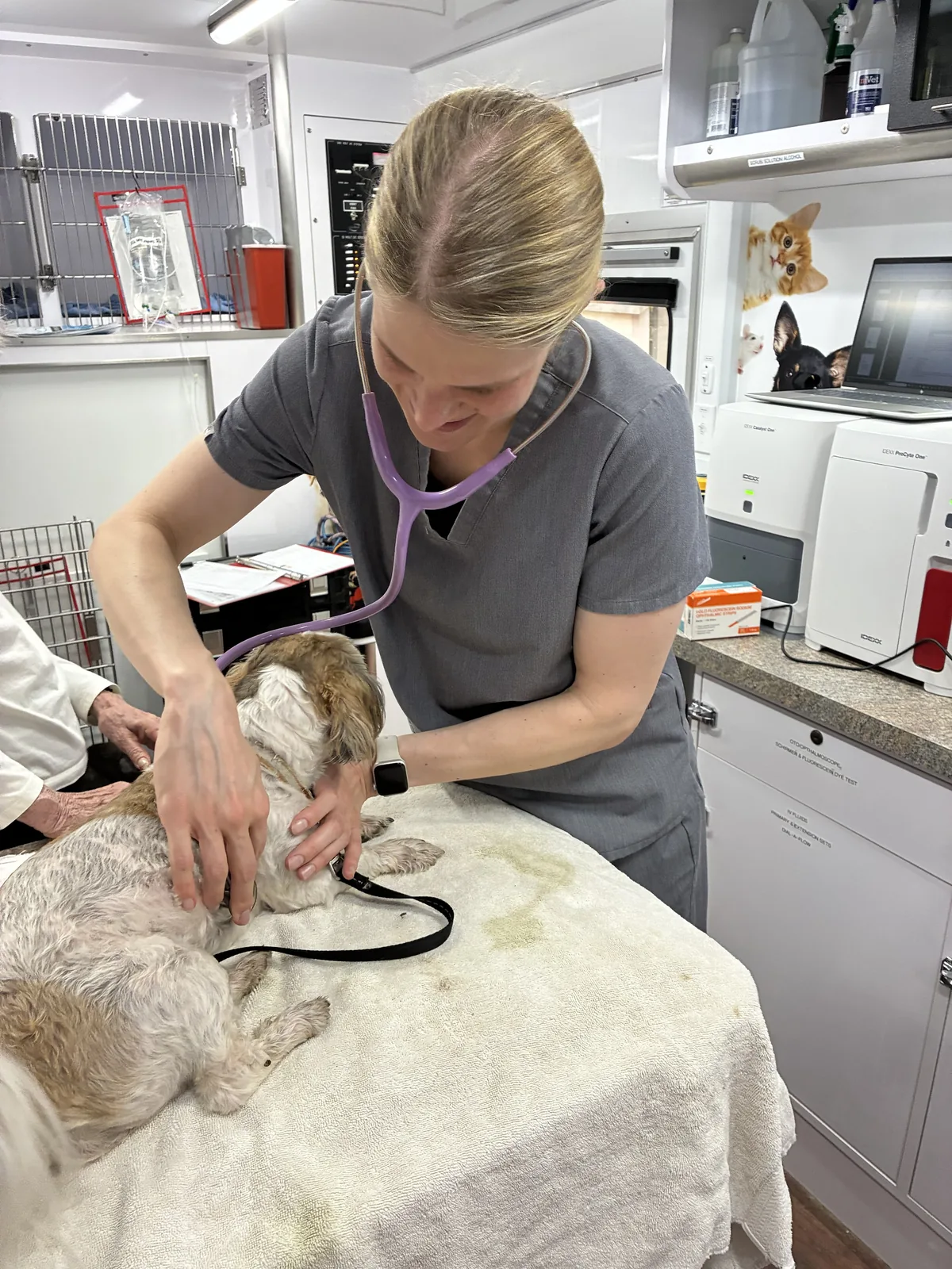 A veterinarian examines a dog with a stethoscope.