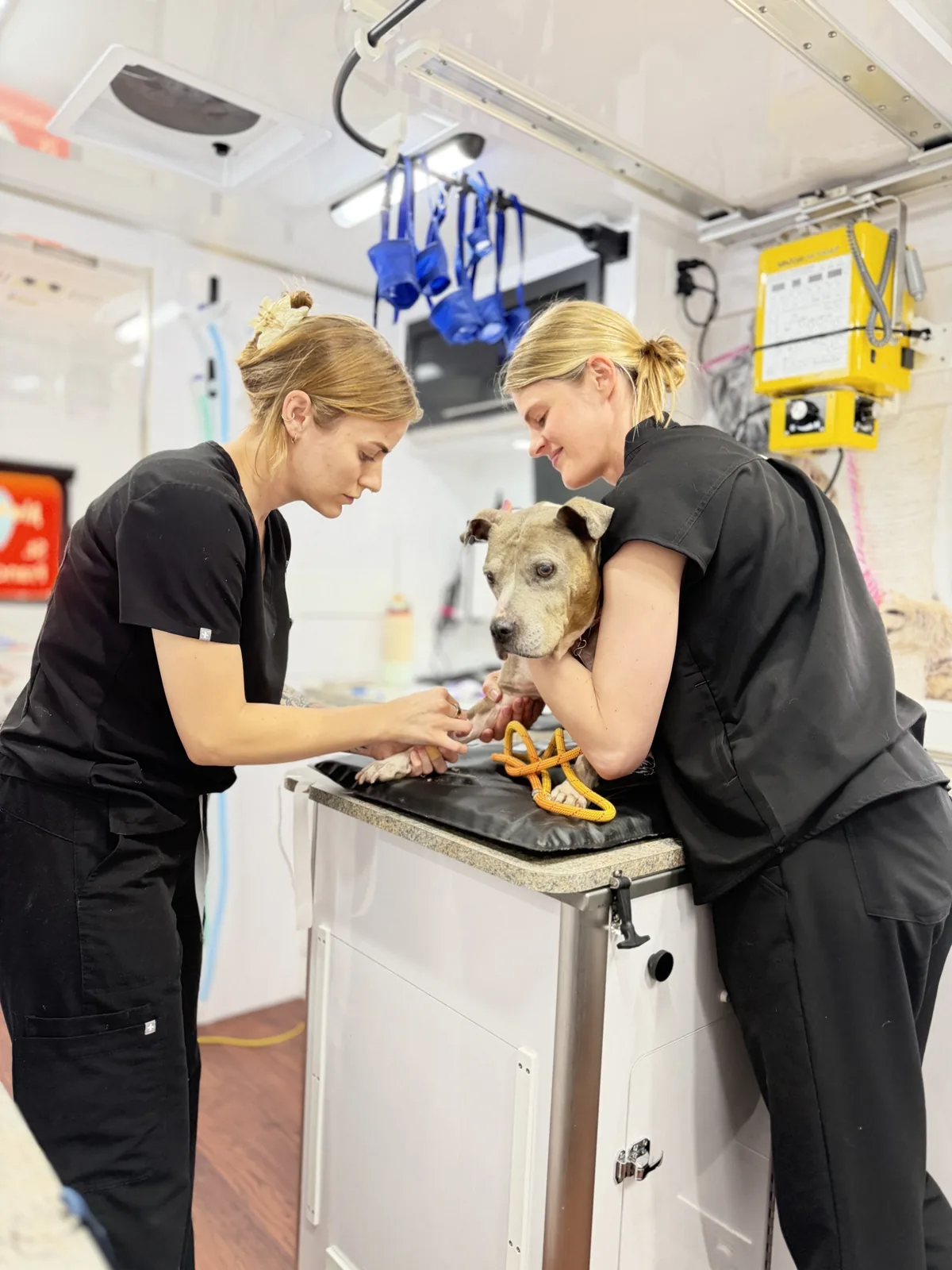Two veterinary team members care for a dog on an examination table.