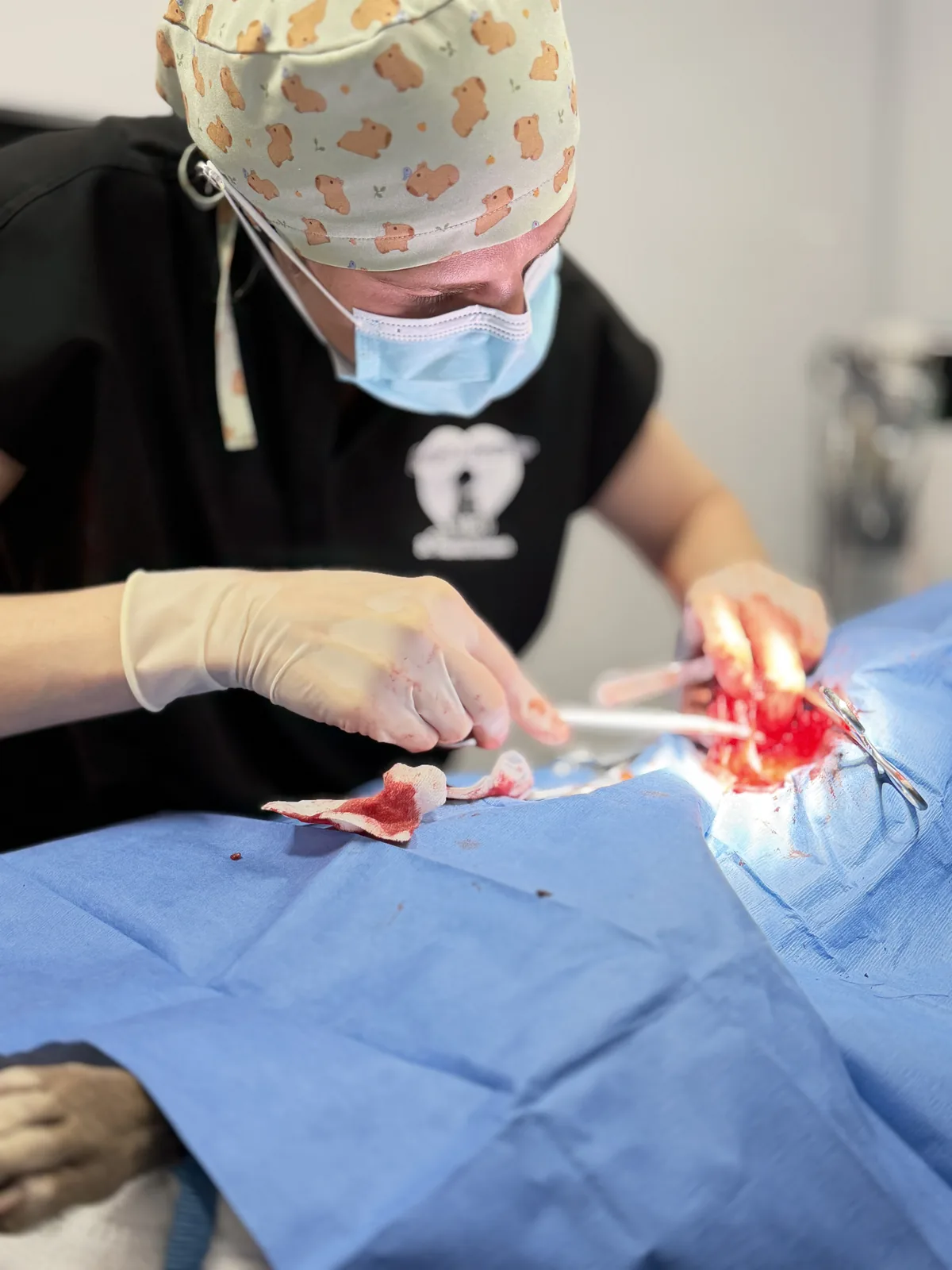 A veterinarian performs surgery.