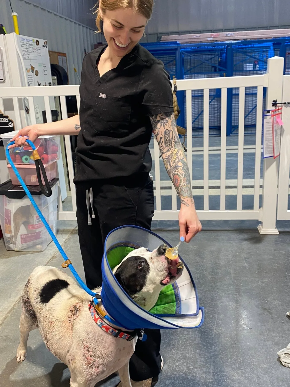 A team member gives a treat to a dog wearing a recovery cone.